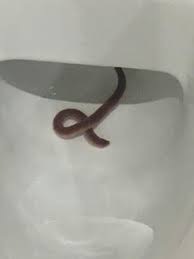 The larvae of moth flies, also called drain. Stripey Red Worm In Toilet In Scotland Is A Red Wiggler All About Worms