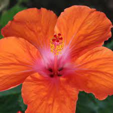 Polish your personal project or design with these orange hibiscus. 3 Pack Hibiscus Cuttings From Hawaii Best Hawaiian Plants From Kanoa Hawaii