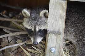 Here's how to get rid of raccoons, but heed drake's. What To Do If A Raccoon Is Living Under A Deck Animal Control Specialists