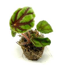 Image result for Begonia quadrialata