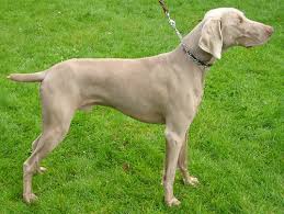 However for someone who's style definitely think of models like. Weimaraner Wikipedia