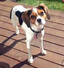 Beagle Cocker Spaniel Mix Black And White Missy The Beagle Mix Mixed Breed Dogs Cute Dogs Unique Dog Breeds