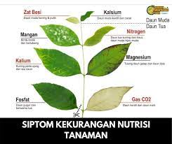 Kakek jadi lebih segar sekarang ini, kata kakekku sementara aku sudah terbaring lemas. Daun Nampak Overdose Tapi Durian Monthong Tani Facebook