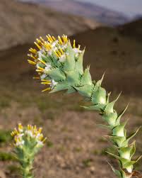 Image result for Volusia amboinensis