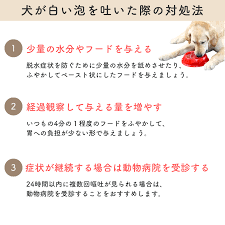 犬が白い泡を吐く原因は？対処法や危険な症状と合わせて解説 | 和漢・みらいのドッグフード公式ブログ