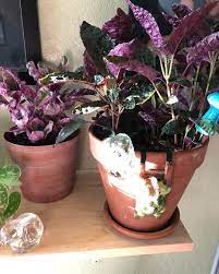 Purple waffle plant, hemigraphis alternata, live house plants, indoor/house plant, waffle plant, purple house plant, root in 3 pot. Hemigraphis Alternata Waffle Plant This Is My Purple Waffle Plant With My Variegated Snow White Waffle Plant They Both Are Extremely Dreamy In My Eyes