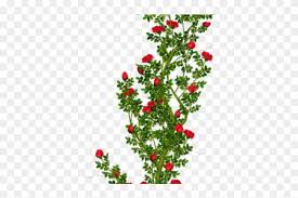 Rose Bush Clipart Rose Tree Png Hd Transparent Png 5053471 Pikpng Over 404 bush png images are found on vippng. rose bush clipart rose tree png hd