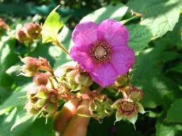 Maybe you would like to learn more about one of these? Plant Profile Purple Flowering Raspberry A Summer Beauty