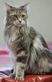 Pin On I Want All The Maine Coon Cats