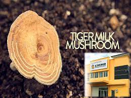 We are the world's first tiger milk mushroom (lignosus rhinocerus) cultivation expert. Ligno Biotech Sdn Bhd