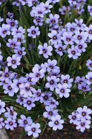 Use them in commercial designs under lifetime, perpetual & worldwide rights. Sisyrinchium Devon Skies Flowers Perennials Beautiful Flowers Perennials