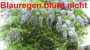 Richtiger rückschnitt (wann und wie schneiden?) Blauregen Wisteria Bluht Nicht Ursache Und Grunde Warum Eure Wisteria Blauregen Nicht Bluht Youtube