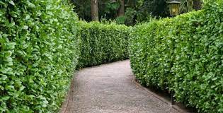 Planters that must be left outside should be covered to prevent water, snow & ice from accumulating. Realiser Une Haie De Lauriers