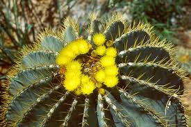 1080 x 1051 jpeg 443 кб. Cactus Flower Page