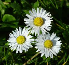 Elite lawn care near me. Elite Lawn Landscape Management Home