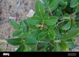 Image result for Searsia natalensis