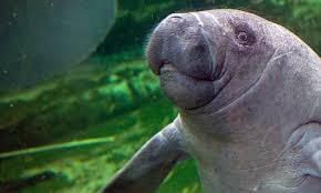 Baby manatees are too cute! Video Of Baby Manatee Being Fed After Surviving Hurricane Goes Viral