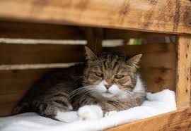 Maybe you would like to learn more about one of these? How To Keep Cats Out Of The Garden