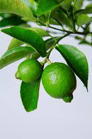 Image result for Citrus × aurantiifolia