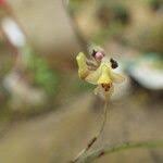 Image result for Polystachya tenuissima