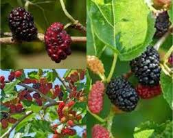 Image result for Morus indica