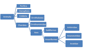 Mallard Classification