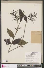 Image result for Bertiera