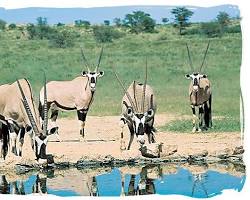 Gemsbok in Kgalagadi Transfrontier Park