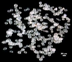 Image result for Monothecium glandulosum