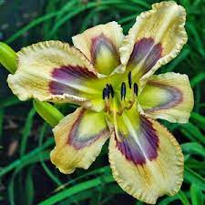 Dragonfly Dawn I Have A Seedling From A Cross Of This Plant And Whale Tails Unbloomed 2014 Day Lilies Amazing Flowers Daylilies