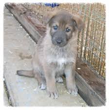 They were born december 19, 2020. Sprague S German Shepherds California German Shepherd Dog Breeder