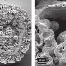 Image result for Arthraerua leubnitziae