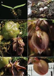 Image result for Bulbophyllum sp. nov