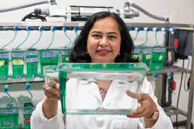 Image result for Heisteria zimmereri