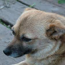 Causes Of Scabs On The Edge Of Dog Ears Dog Discoveries