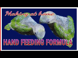 Home Made Handfeeding Formula For All Babyparrots And Budgies Youtube