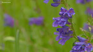 Cheapest rates in denver co emergency services ready 24/7 near denver co and the surrounding districts. 9 Amazing Wildflower Hikes Near Denver 9news Com