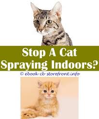15 Brilliant Cat Spraying Remover Baking Soda