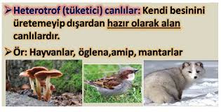 Heterotrof Beslenen Canlilar Ve Ozellikleri Boylesi Yok Hayvanlar
