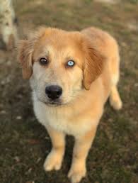 The mixing between golden retriever and pitbull can possibly tend to have heart disease, hip dysplasia, mast cell tumors, tail injuries, among others. Golden Retriever Mixes 99degree