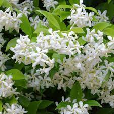 Department of agriculture plant hardiness zones 8 through 10. Star Jasmine Plants Trachelospermum Jasminoides Best4hedging