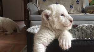 Shop thousands of pictures lion you'll love at wayfair. Rare White Lion Cubs Unveiled By French Charity Bbc News