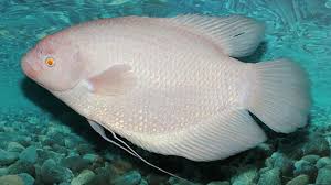 Selain itu, banyak manfaat lho memelihara ikan hias. Cukup Menjanjikan Untuk Dibudidayakan Harga Ikan Gurame Putih Bisa Capai Ratusan Ribu Rupiah Kursrupiah Net