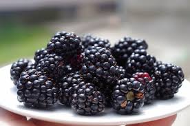 Blackberries Planting Growing And Harvesting Blackberries