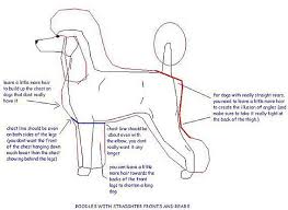 Diagram For The Modern Clip On A Straight Poodle Body