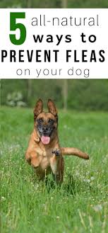 5 Ways To Naturally Prevent Fleas Elderly Dogs Dog Care Elderly Dog Care