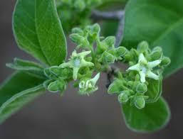 Image result for Vangueria esculenta