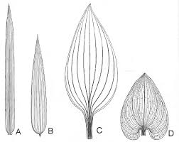 E the vascular bundles are scattered, while dicot stem has a eustele i. Monocot Leaves Leaf Drawing Miniature Plants Leaves