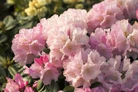 Pin Auf Rhododendron 2