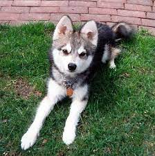 Breed Spotlight Alaskan Klee Kai Alaskan Klee Kai Miniature Husky Mini Huskies